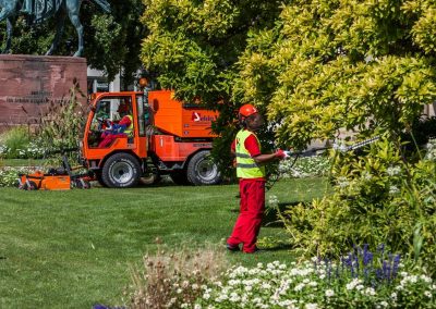 Baumrückschnitt vom Landschaftsgärtner